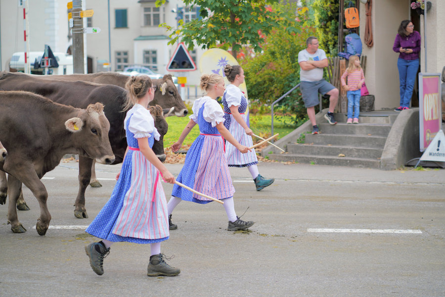 Three women in blue traditional dress walk with sticks and cows past spectators on a staircase.