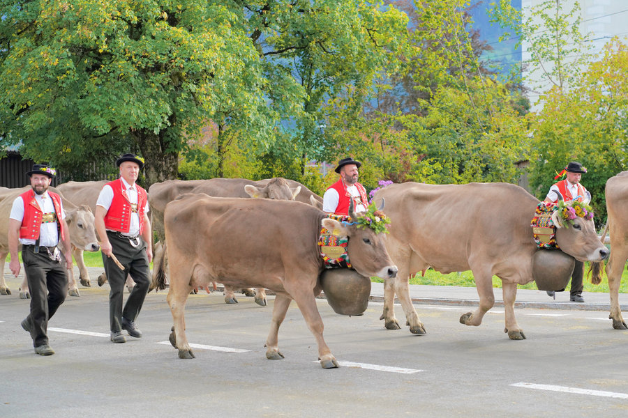 Several men in red waistcoats accompany cows with large bells in front of autumn trees.