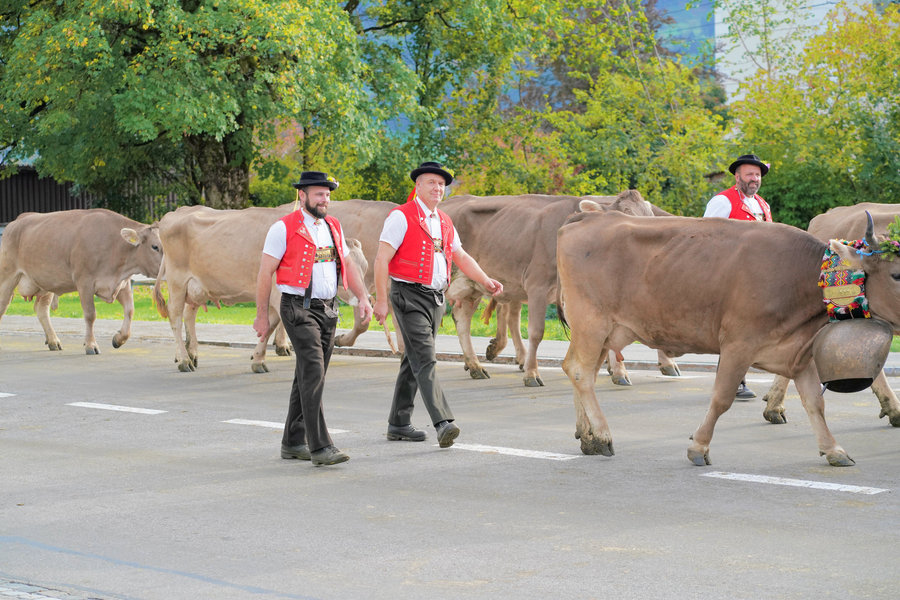 Two men in red waistcoats walk side by side among brown cows with large bells.