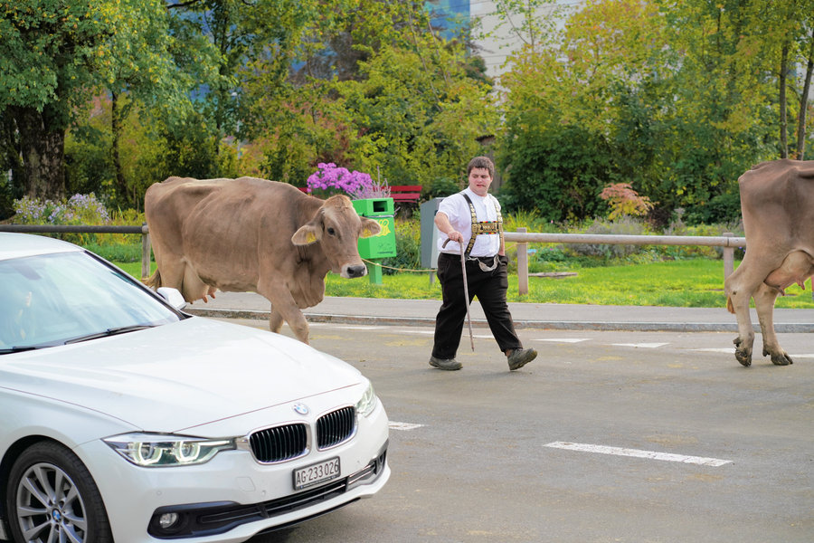 A white car passes in the foreground while a man wearing embroidered braces walks beside a cow behind it.