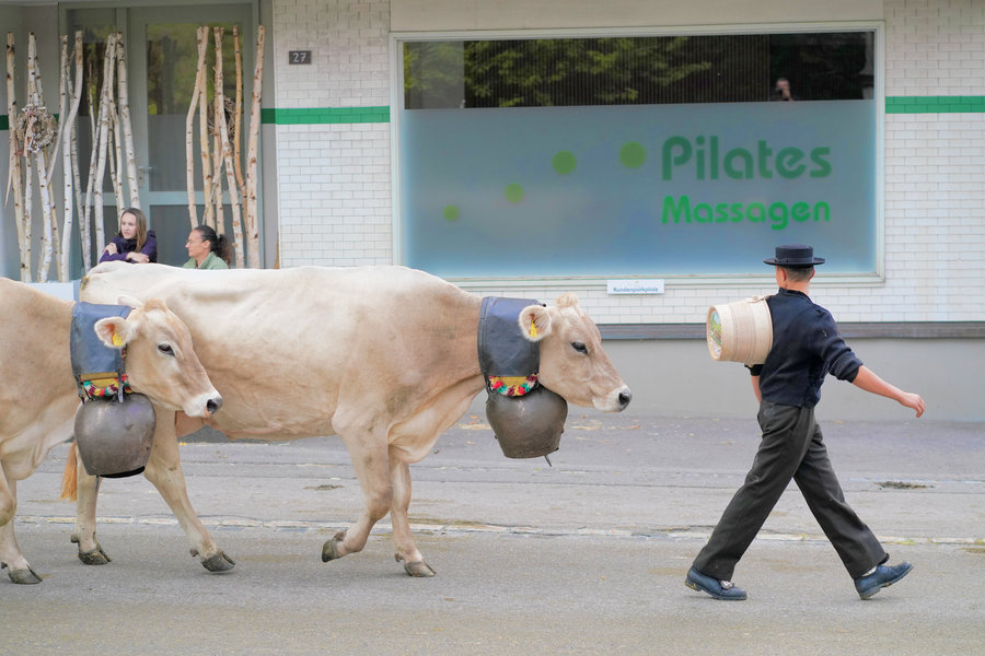A man in dark traditional dress and a black hat carries a wooden vessel in front of two cows with large bells.