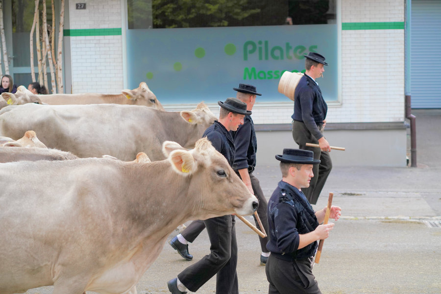 Several men in dark traditional dress and black hats carry sticks among brown cows.