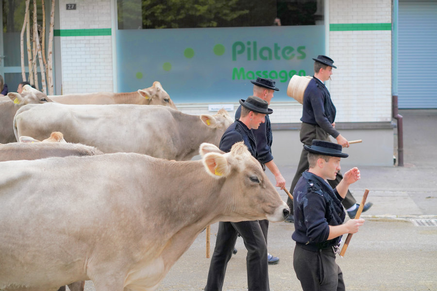 Side view of several men in dark traditional dress and black hats beside brown cows.