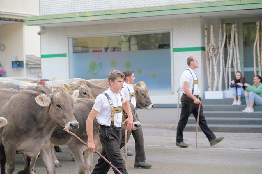 Several men in white shirts and embroidered braces accompany cows in front of a shop window.