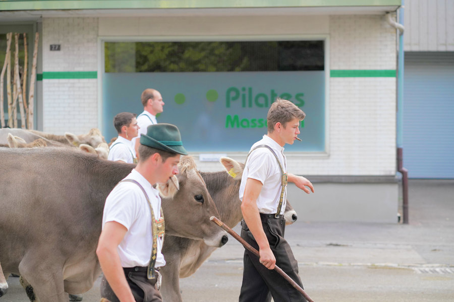 A man in a green hat and other men in white shirts and embroidered braces walk beside the cows.