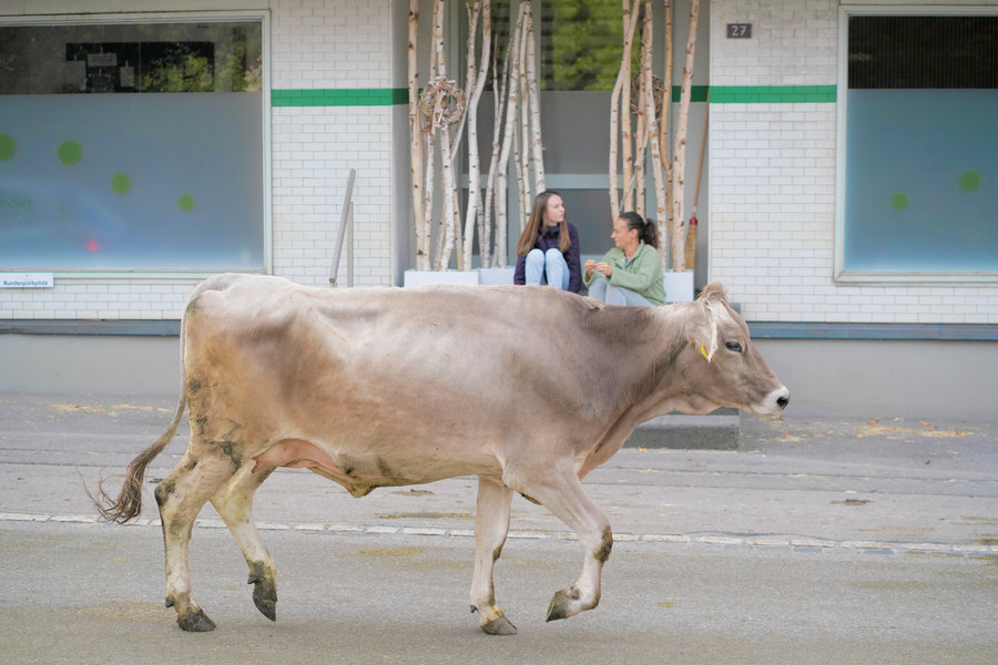 Side view of a brown cow crossing the street, with two spectators seated on steps in front of a shop window.