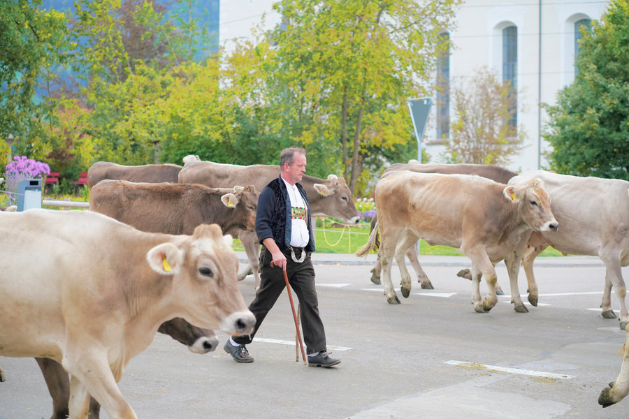A man in dark clothing and a white shirt walks with a stick among cows, with a cow's head prominent in the foreground.