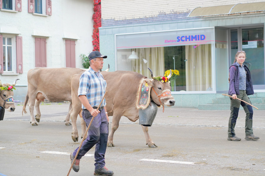 A man wearing a hat and a woman accompany a decorated cow with a large bell in front of a shop window.