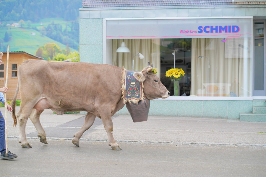 Side view of a brown cow with a large bell and embroidered bell strap passing a shop window.