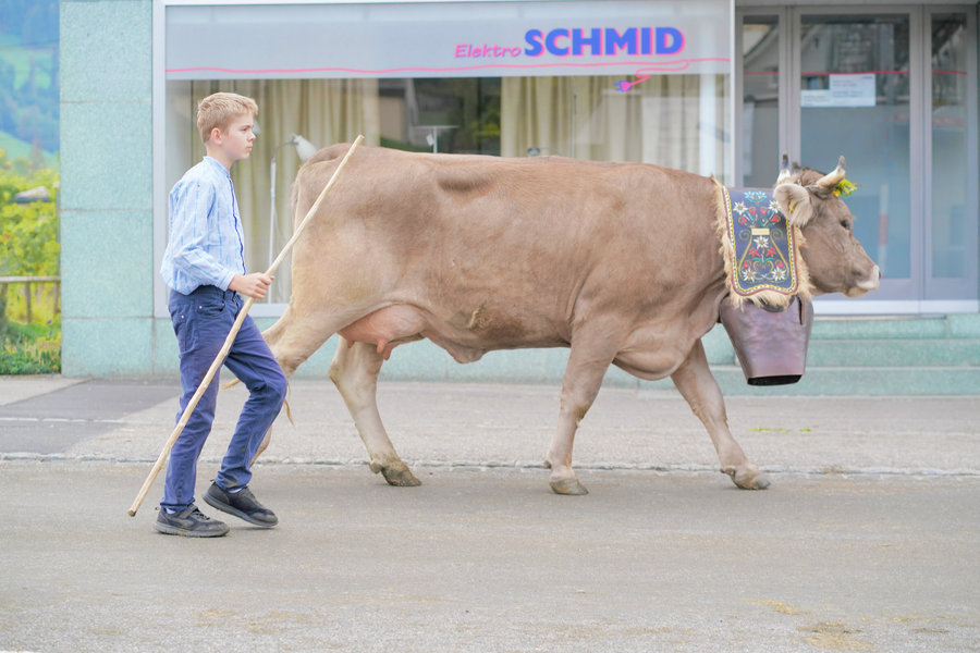 A boy in a light-blue shirt carries a long stick beside a brown cow with a large bell.