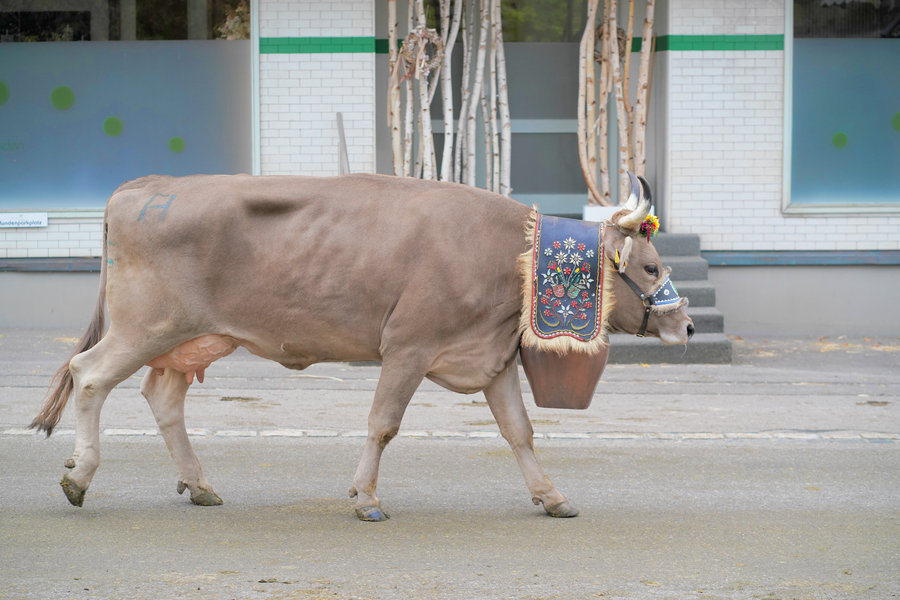 A brown cow with an embroidered bell strap and a large bell passes in front of a white facade.